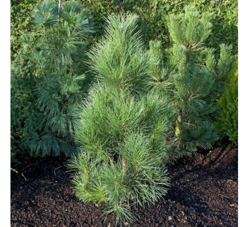 Сосна черная Пирамидалис (Pyramidalis) С2